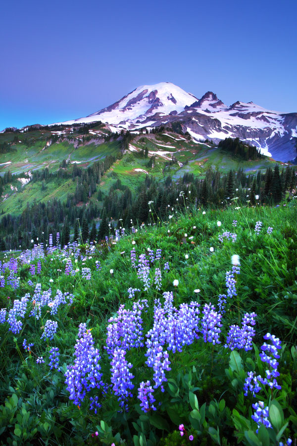 Lupine Wildflowers at Dusk, Backcountry of Mt. Rainier National Park - Landscape and National Park Photography by Daniel Ewert