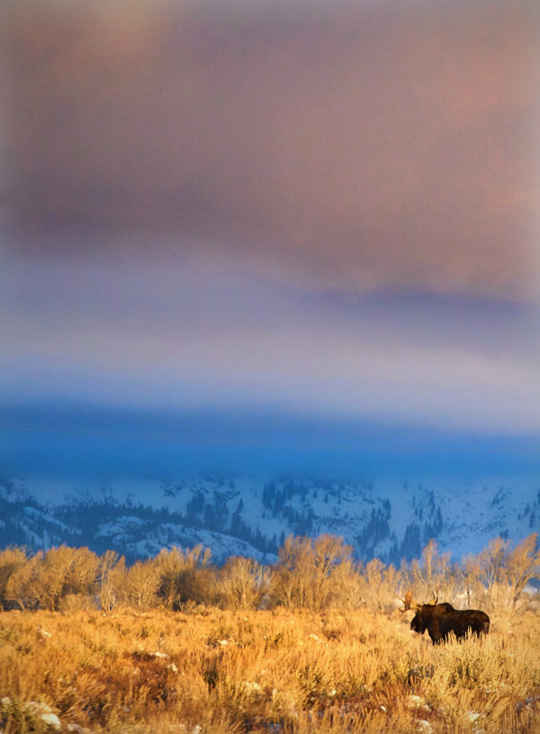 Moose in Morning Light, Grand Teton National Park - Landscape and National Park Photography by Daniel Ewert