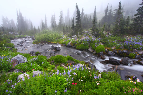 Paradise Found, Mt. Rainier National Park - Landscape and National Park Photography by Daniel Ewert