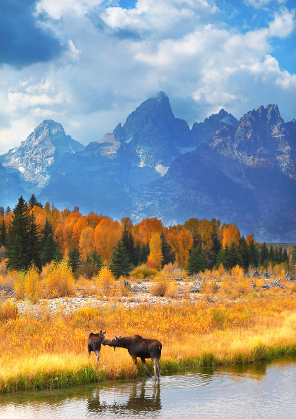Moose With Young, Grand Teton National Park - Landscape and National Park Photography by Daniel Ewert