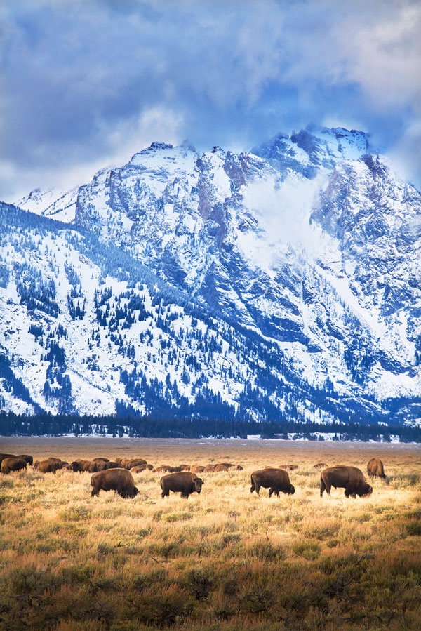 Where the Bison Roam, Grand Teton National Park - Landscape and National Park Photography by Daniel Ewert